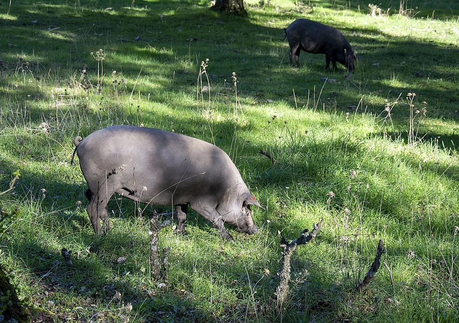 Aufzucht und Ernährung