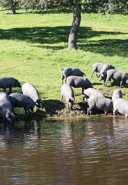 Aufzucht und Ernährung