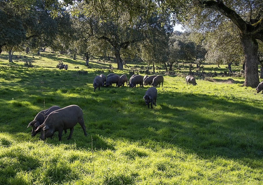 Aufzucht und Ernährung