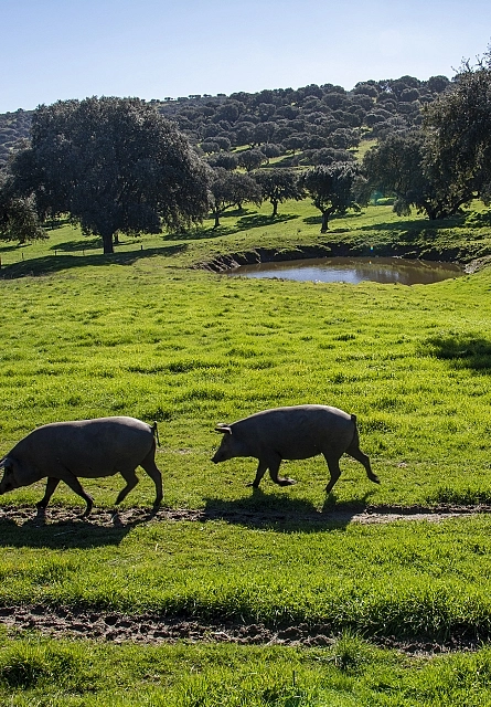 Aufzucht und Ernährung